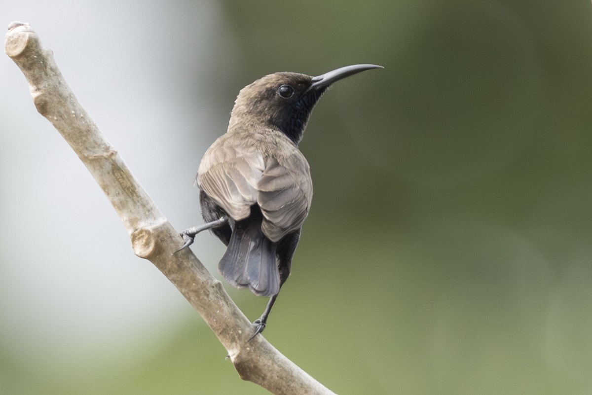 Flores Sea Sunbird - ML645309487