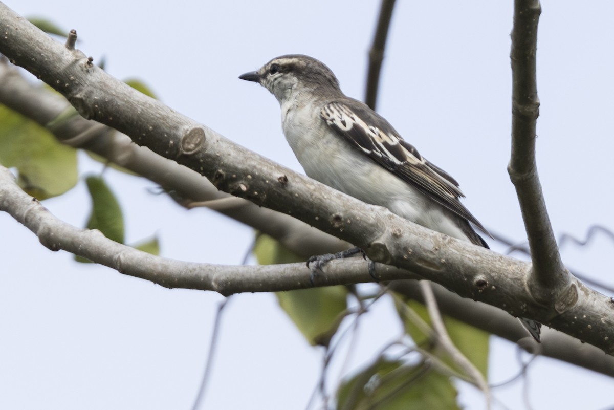 White-shouldered Triller - ML645309497