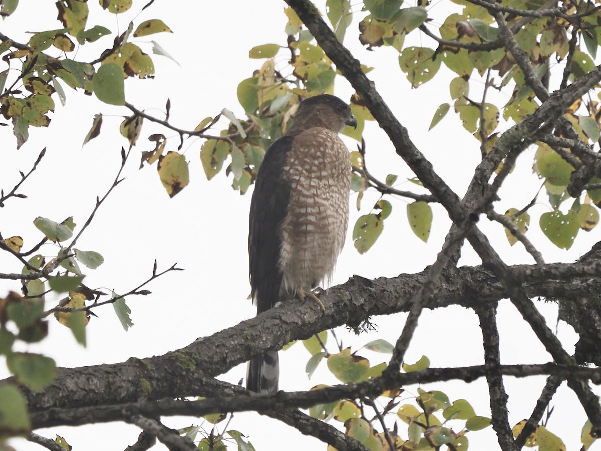 Cooper's Hawk - ML645309512