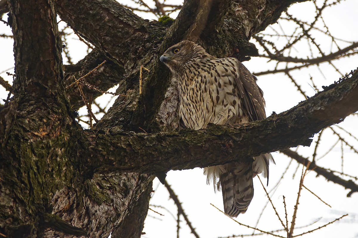 Eurasian Goshawk - ML645309527
