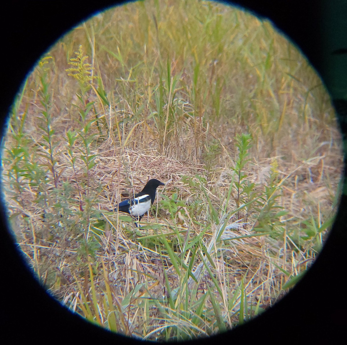 orientskjære - ML645309528