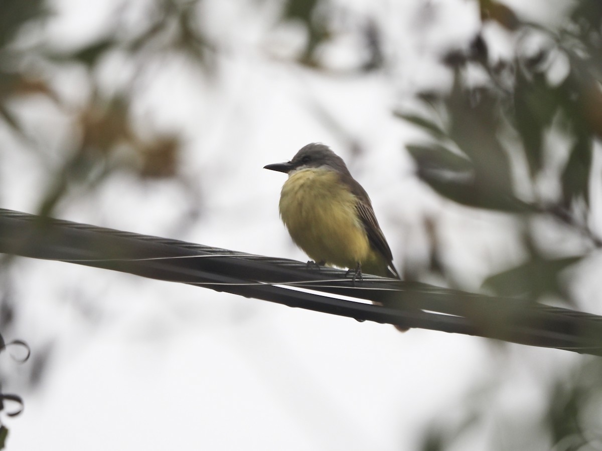 Tropical Kingbird - ML645309538
