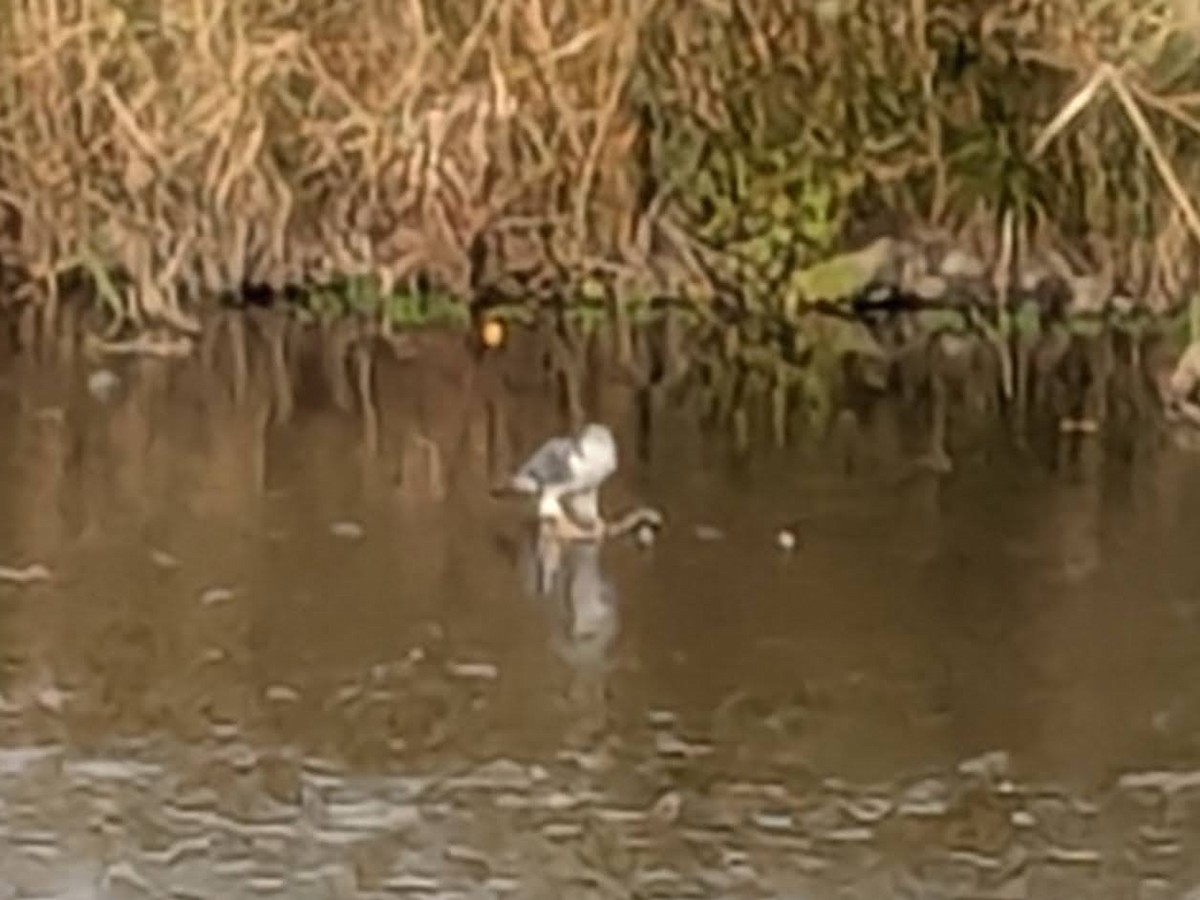 蒼鷹 - ML645309550