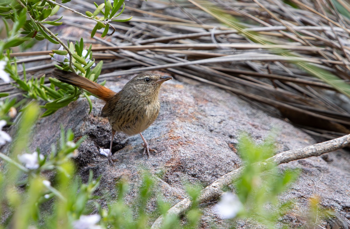 Chestnut-rumped Heathwren - ML645309557