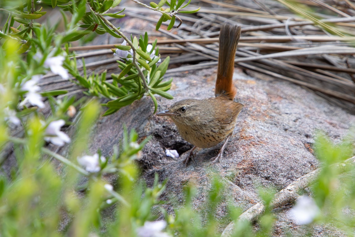Chestnut-rumped Heathwren - ML645309560