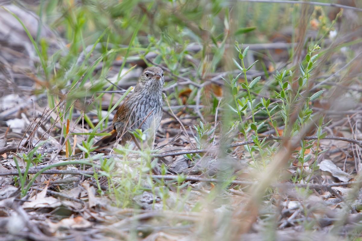 Chestnut-rumped Heathwren - ML645309561