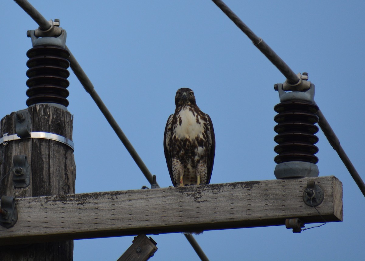 Red-tailed Hawk - ML645309562