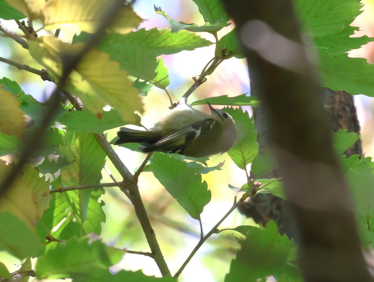 戴菊鳥 - ML645309563