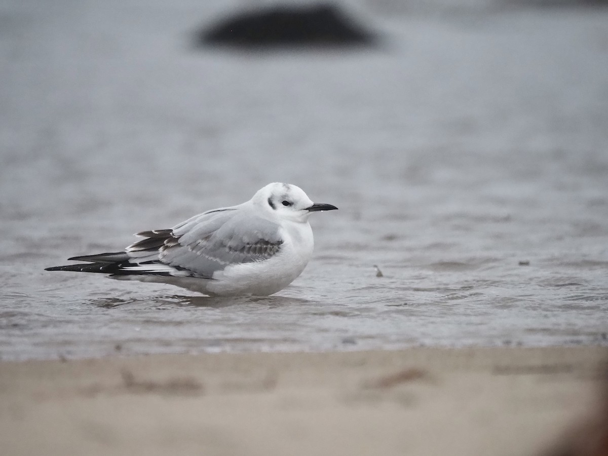 Bonaparte's Gull - ML645309575