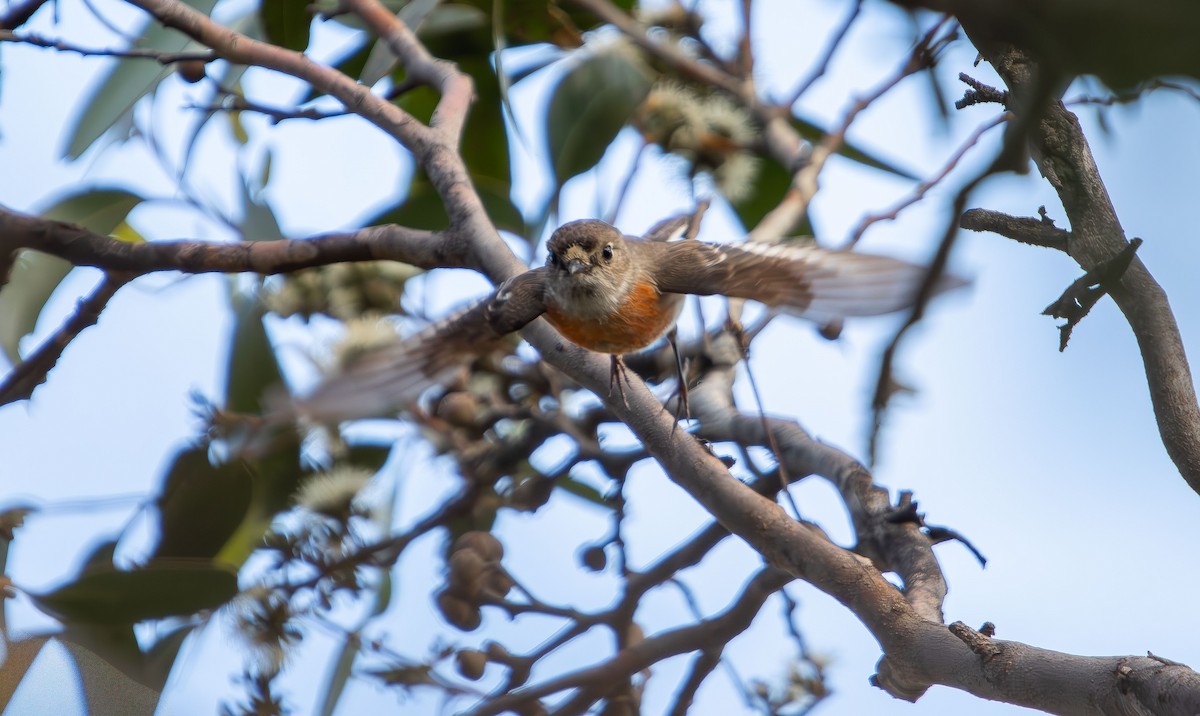 Scarlet Robin - ML645309577