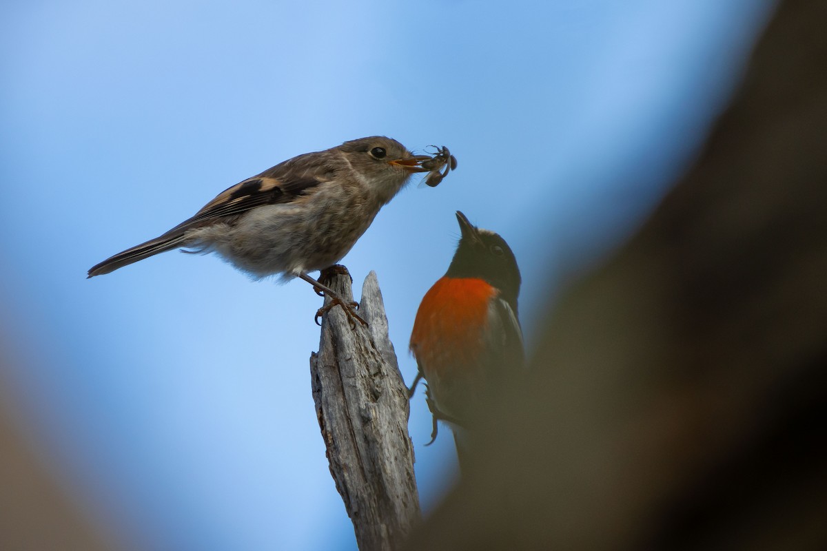 Scarlet Robin - ML645309578