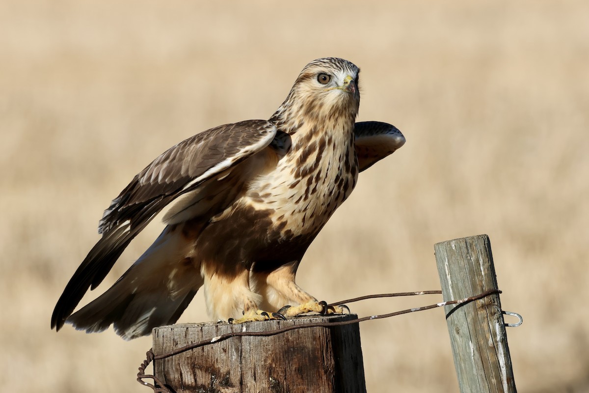 káně rousná - ML645309581