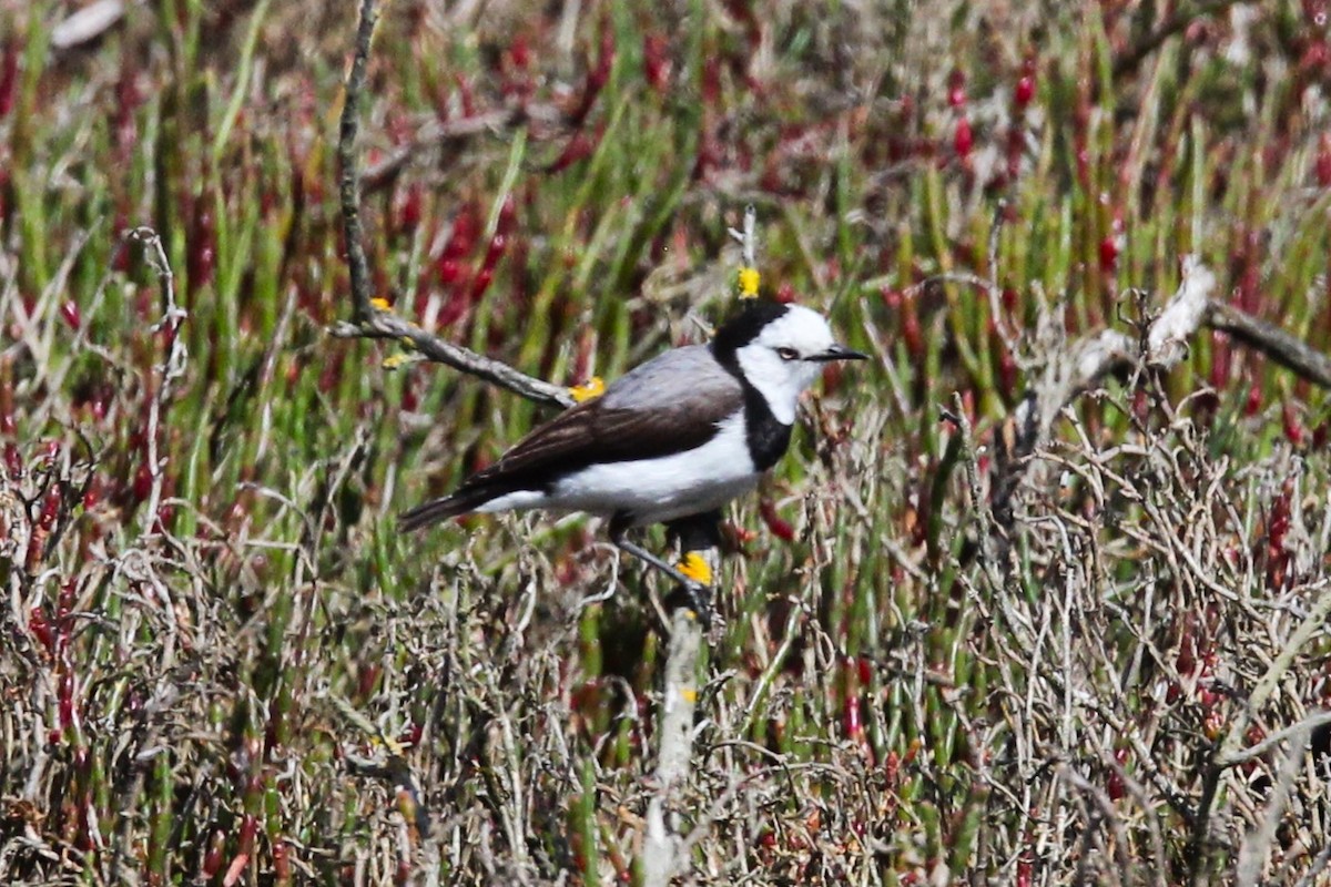 White-fronted Chat - ML645309583