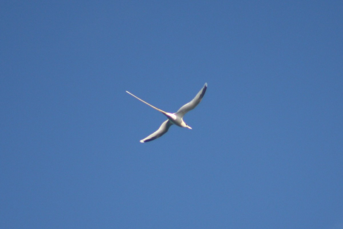 White-tailed Tropicbird - ML645309613