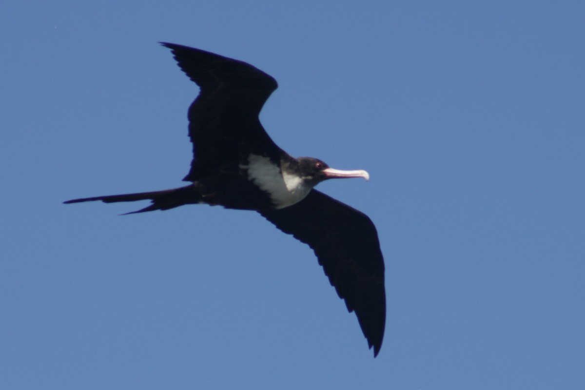 פריגט גדול - ML645309622