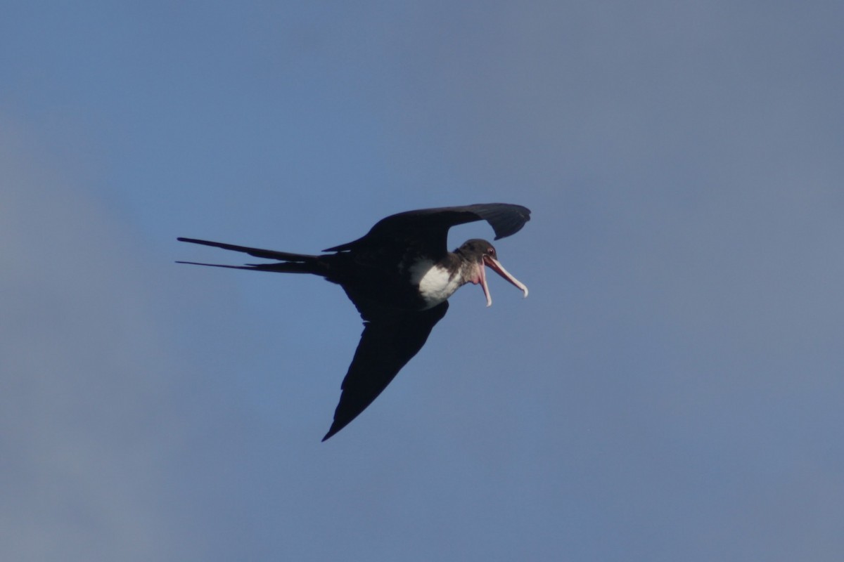 פריגט גדול - ML645309623