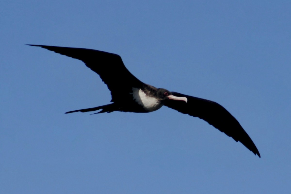 פריגט גדול - ML645309624