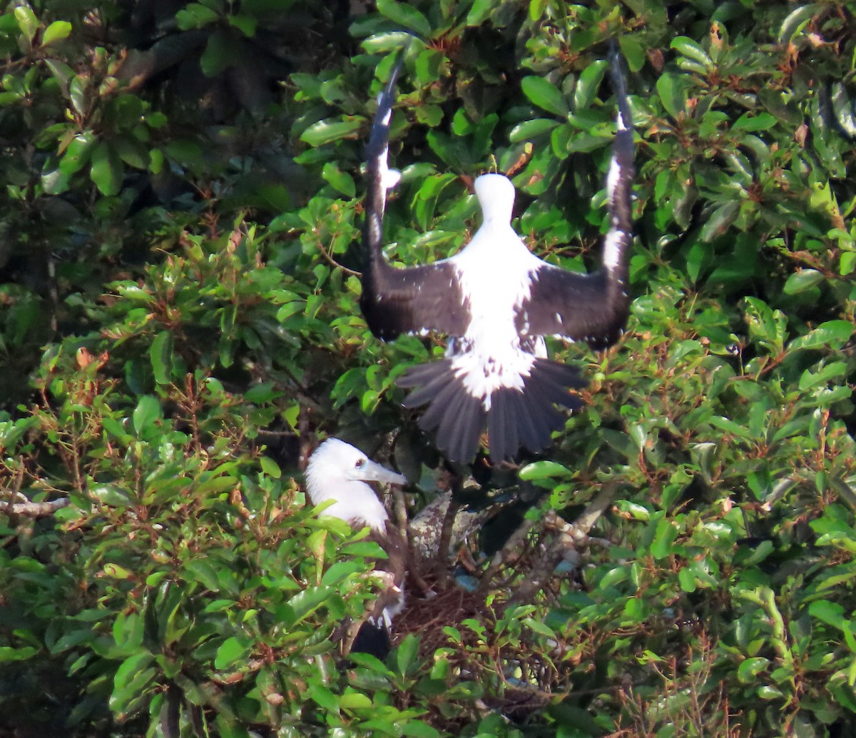 Fou d'Abbott - ML645309626