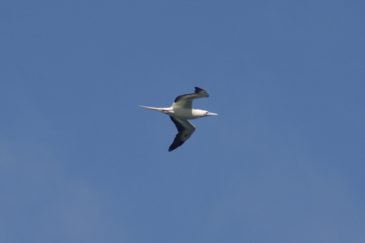 Zanga hankagorria - ML645309629