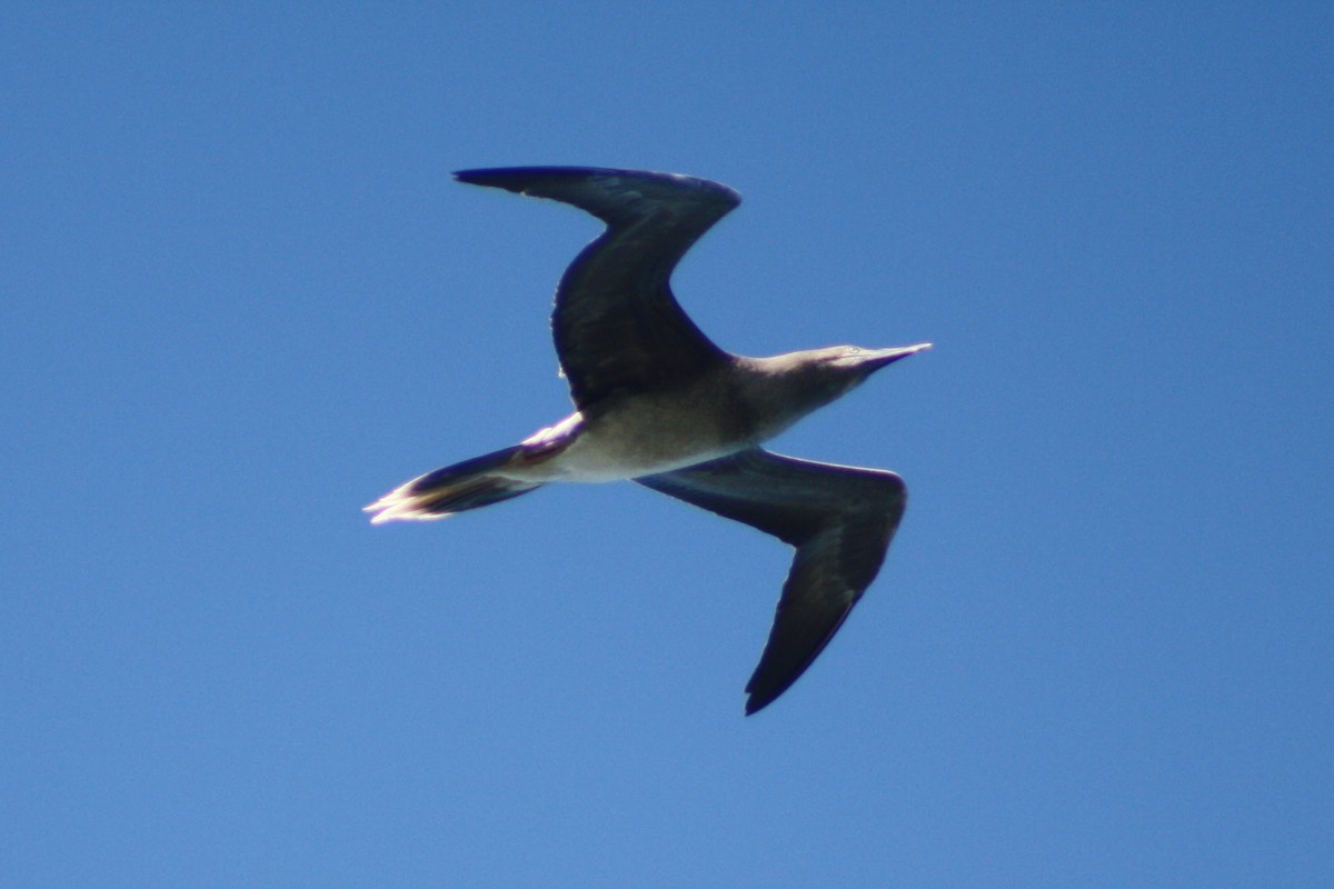 Zanga hankagorria - ML645309630