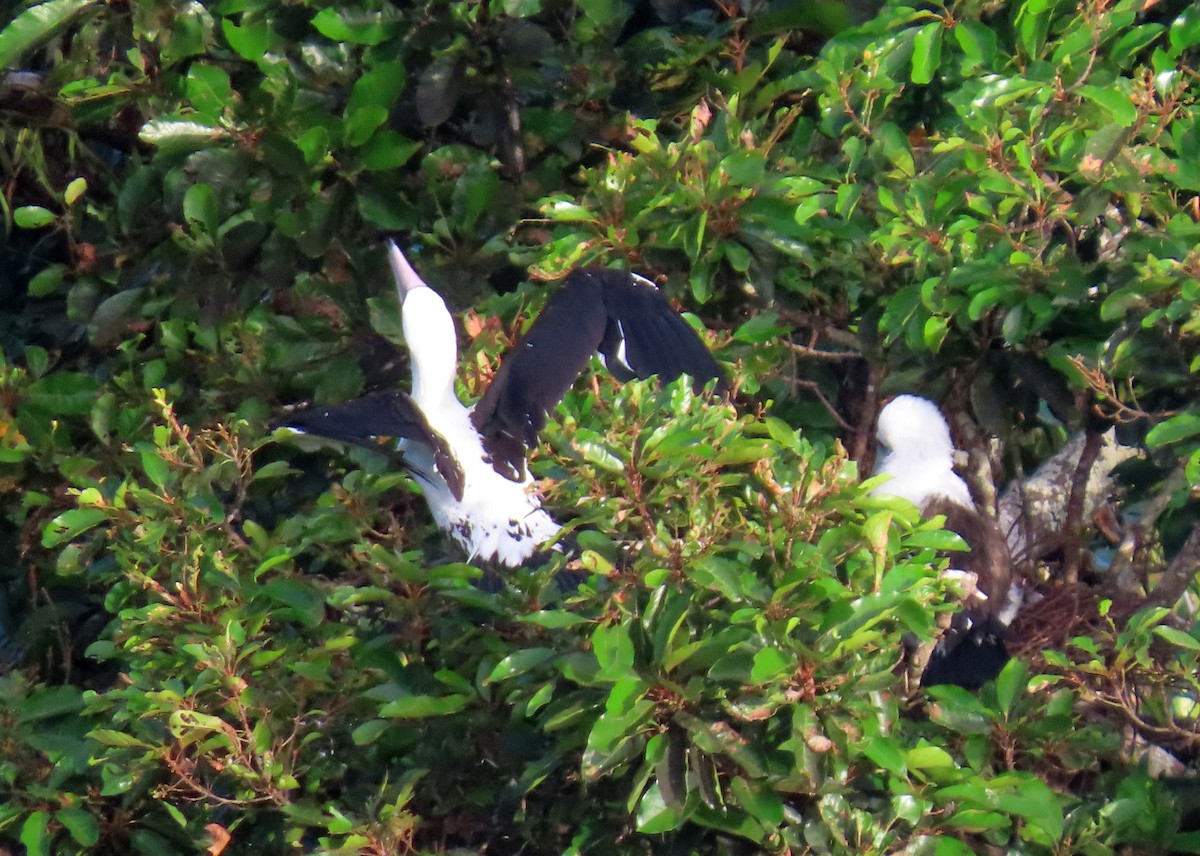 Fou d'Abbott - ML645309631