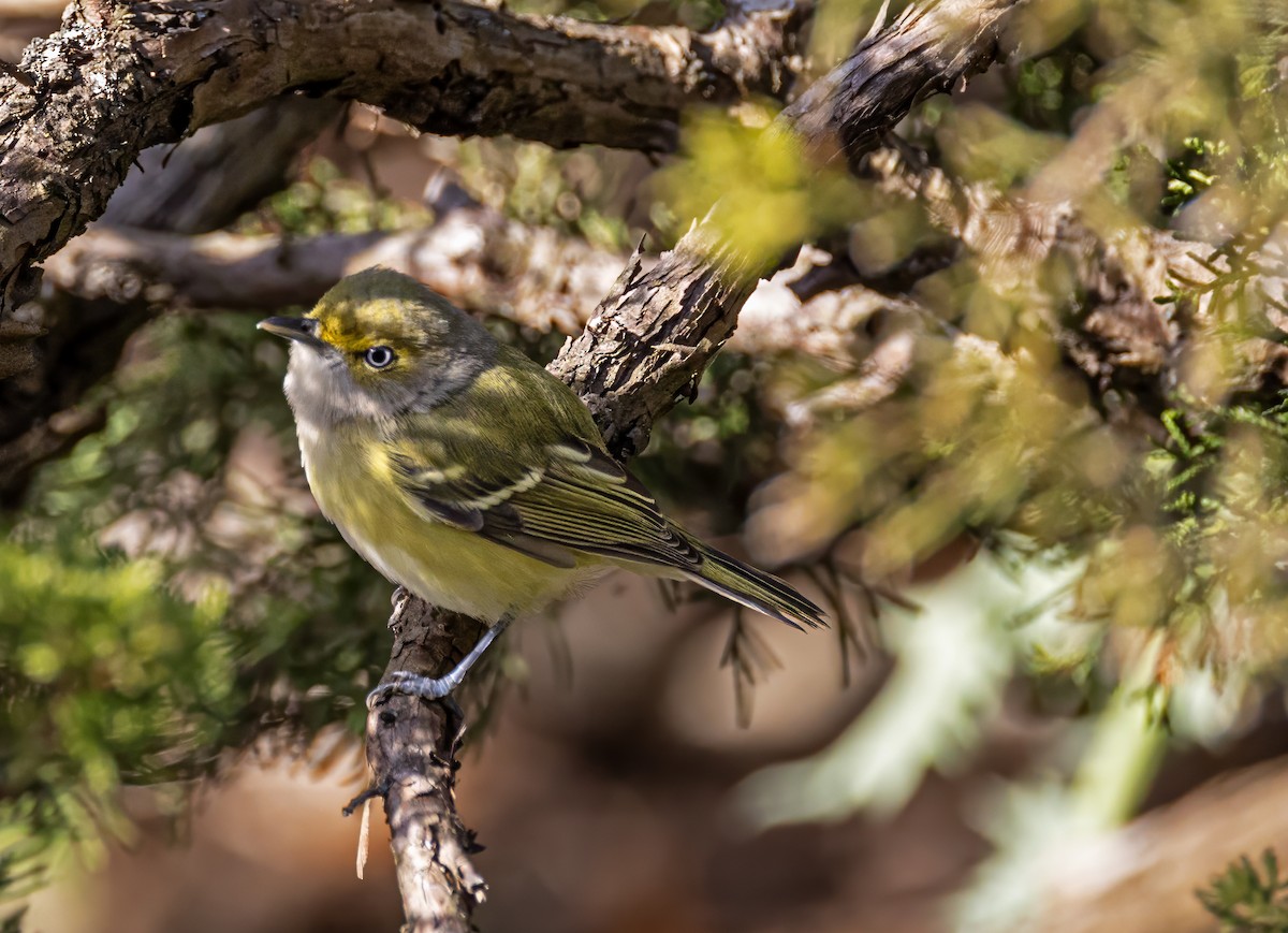 White-eyed Vireo - ML645309632