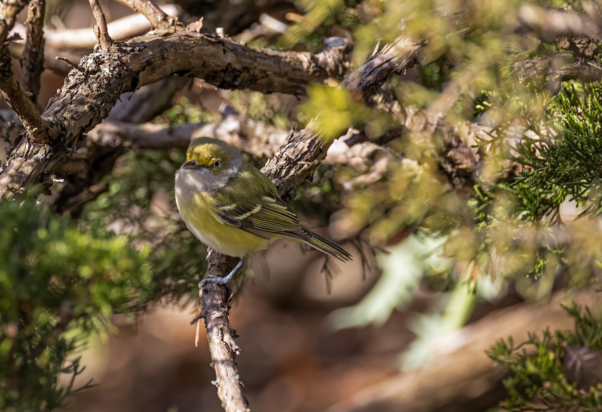 White-eyed Vireo - ML645309633