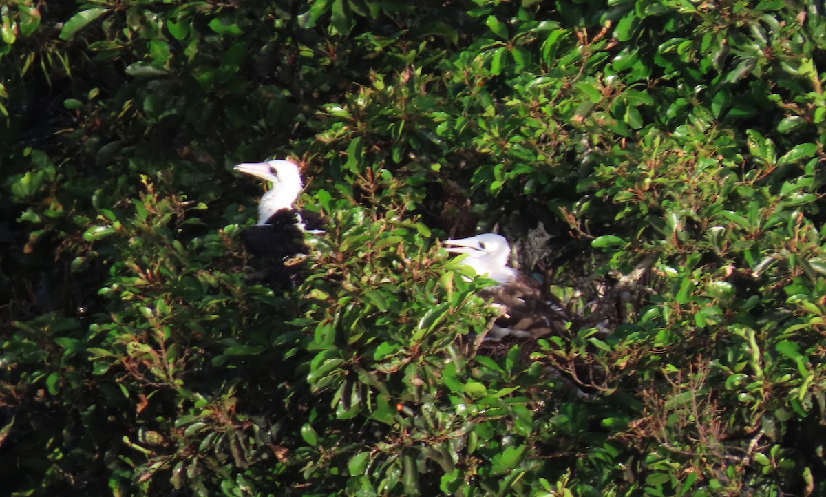 Fou d'Abbott - ML645309639