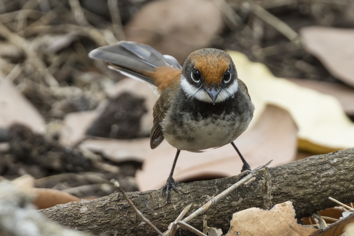 Supertramp Fantail - ML645309655