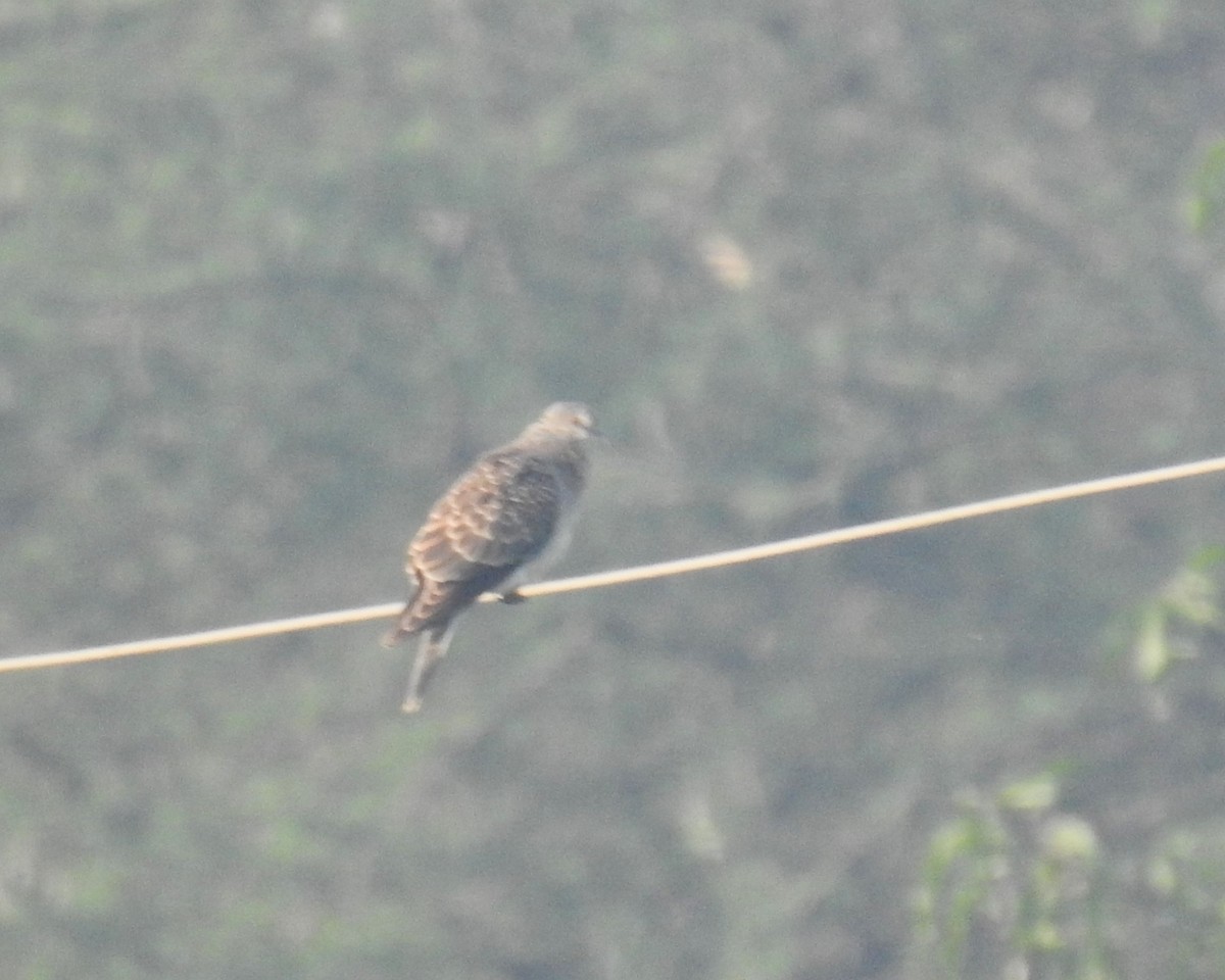 Oriental Turtle-Dove - ML645309660