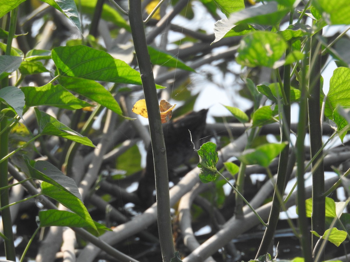 Baillon's Crake - ML645309672