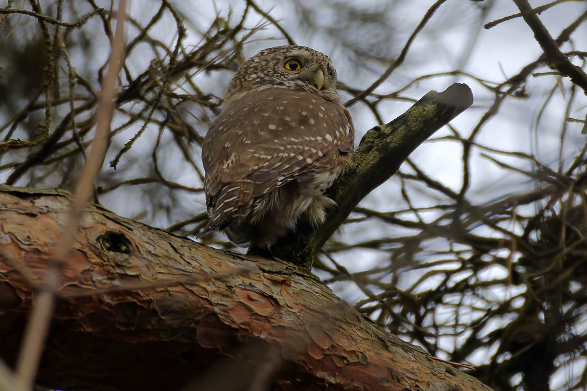 Eurasian Pygmy-Owl - ML645309677