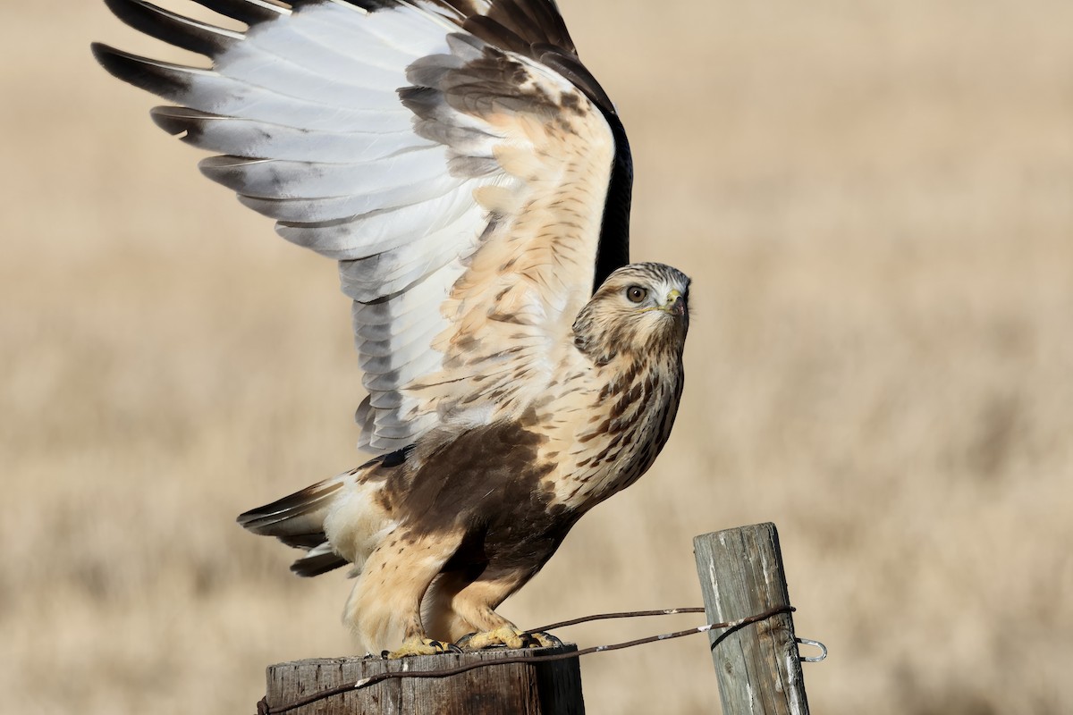 káně rousná - ML645309689