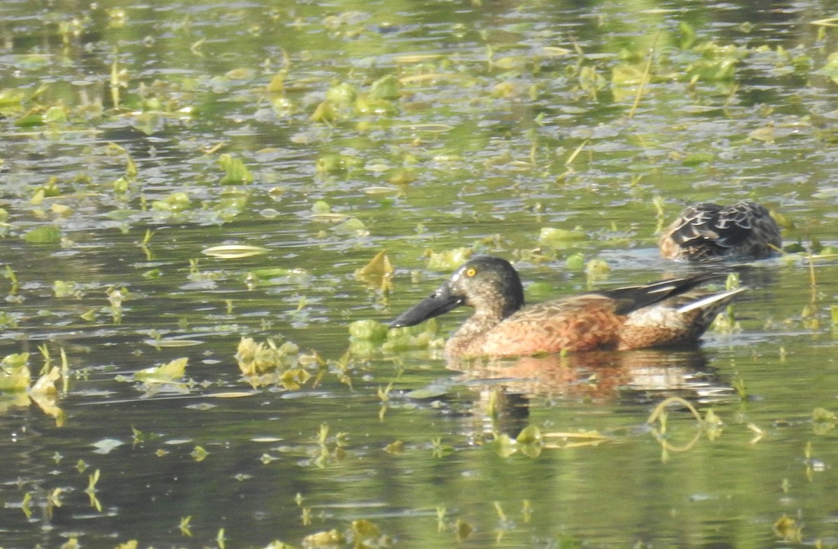 Northern Shoveler - ML645309692