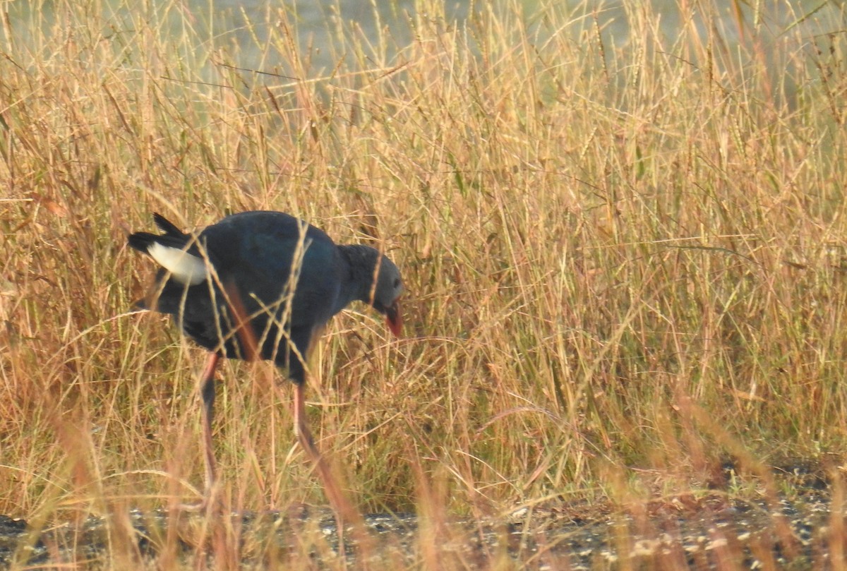 Gray-headed Swamphen - ML645309697
