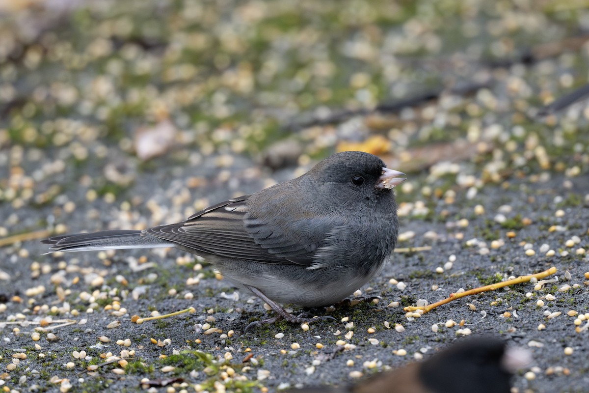 Dark-eyed Junco (Slate-colored) - ML645309700