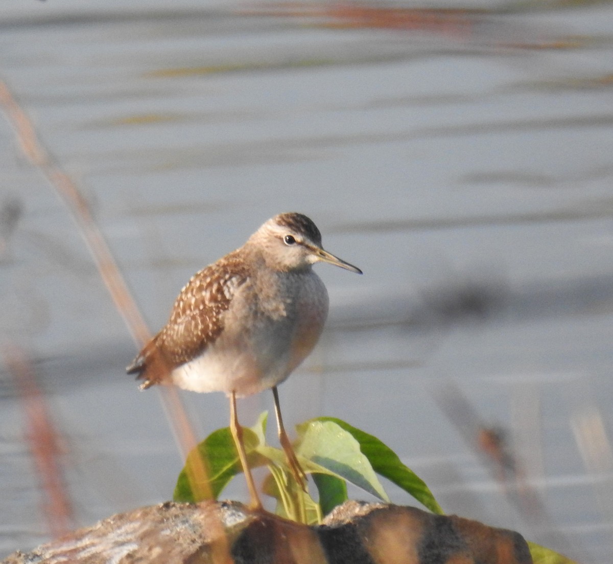 Wood Sandpiper - ML645309705