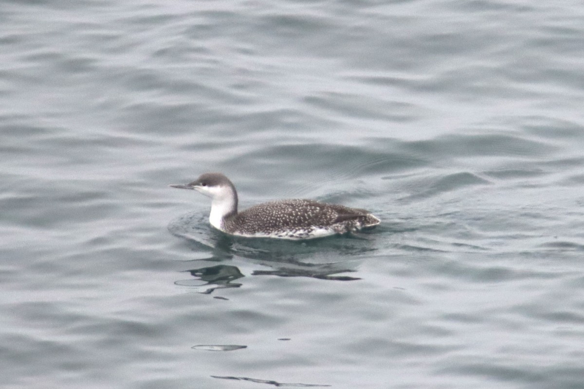 צוללן אדום-גרון - ML645309706