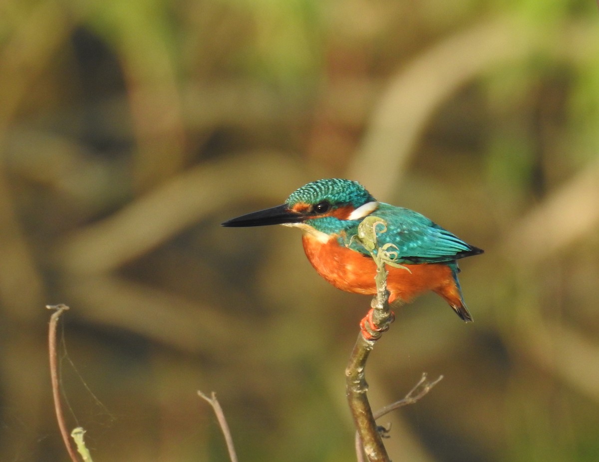 Common Kingfisher - ML645309719