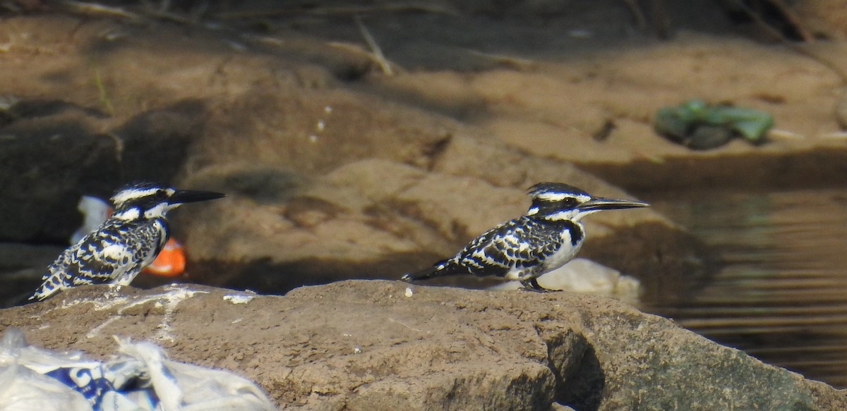 Pied Kingfisher - ML645309722