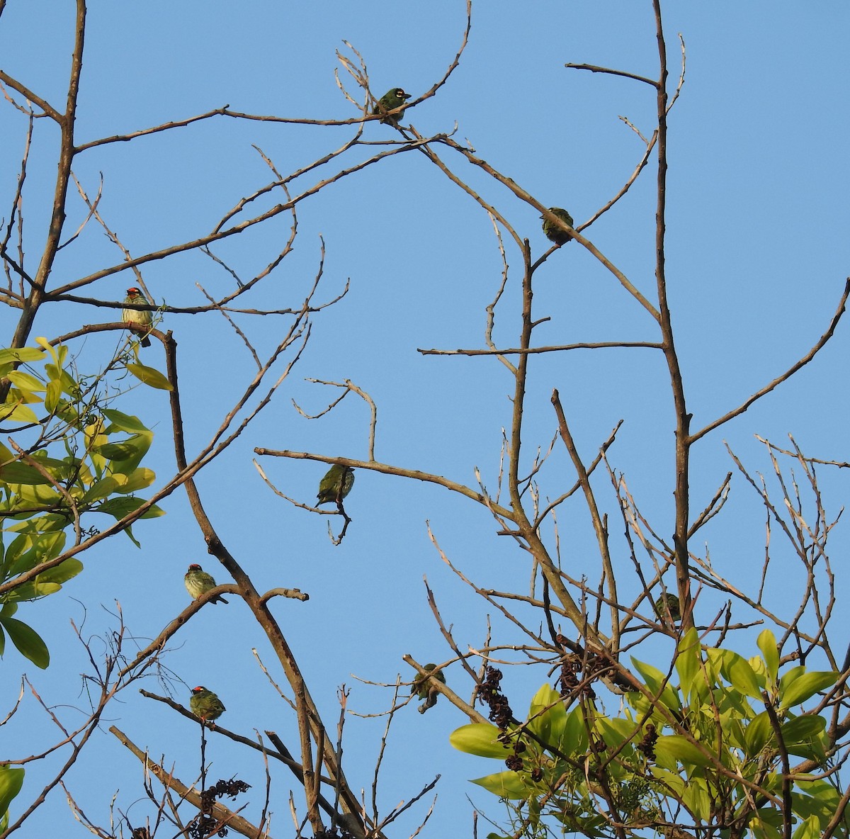 Coppersmith Barbet - ML645309726