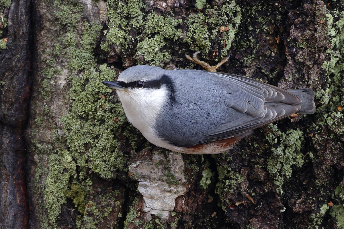 Повзик звичайний - ML645309731