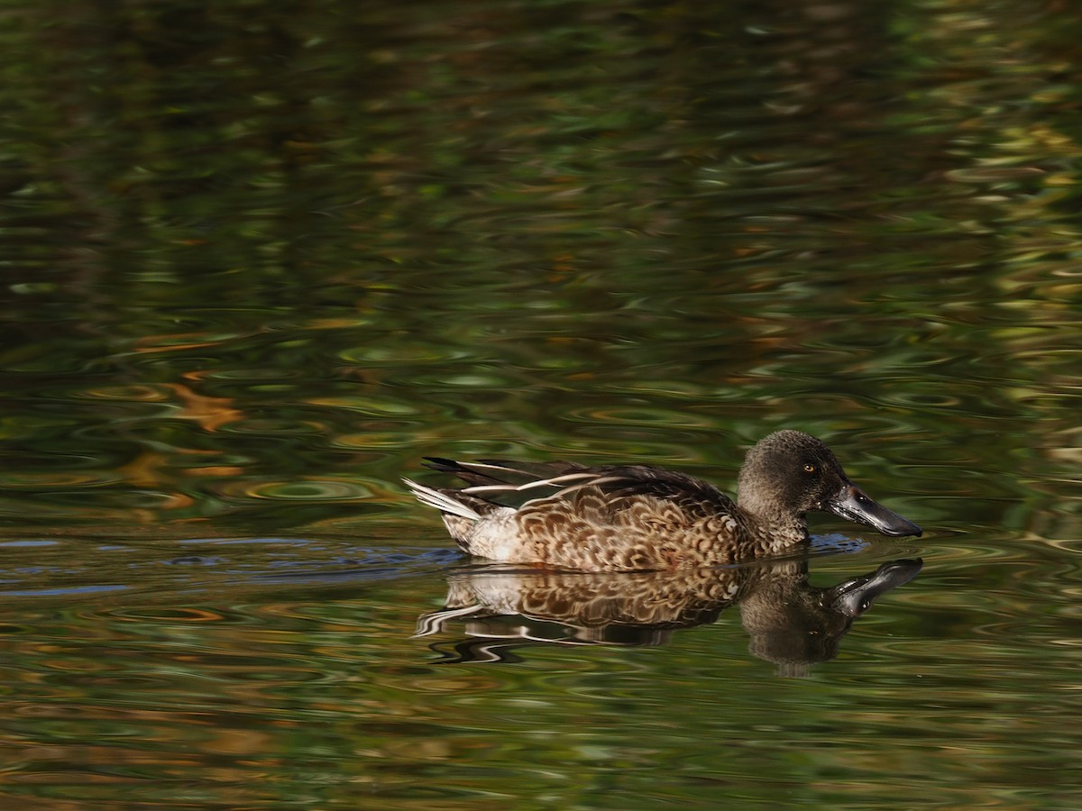 Canard souchet - ML645309735