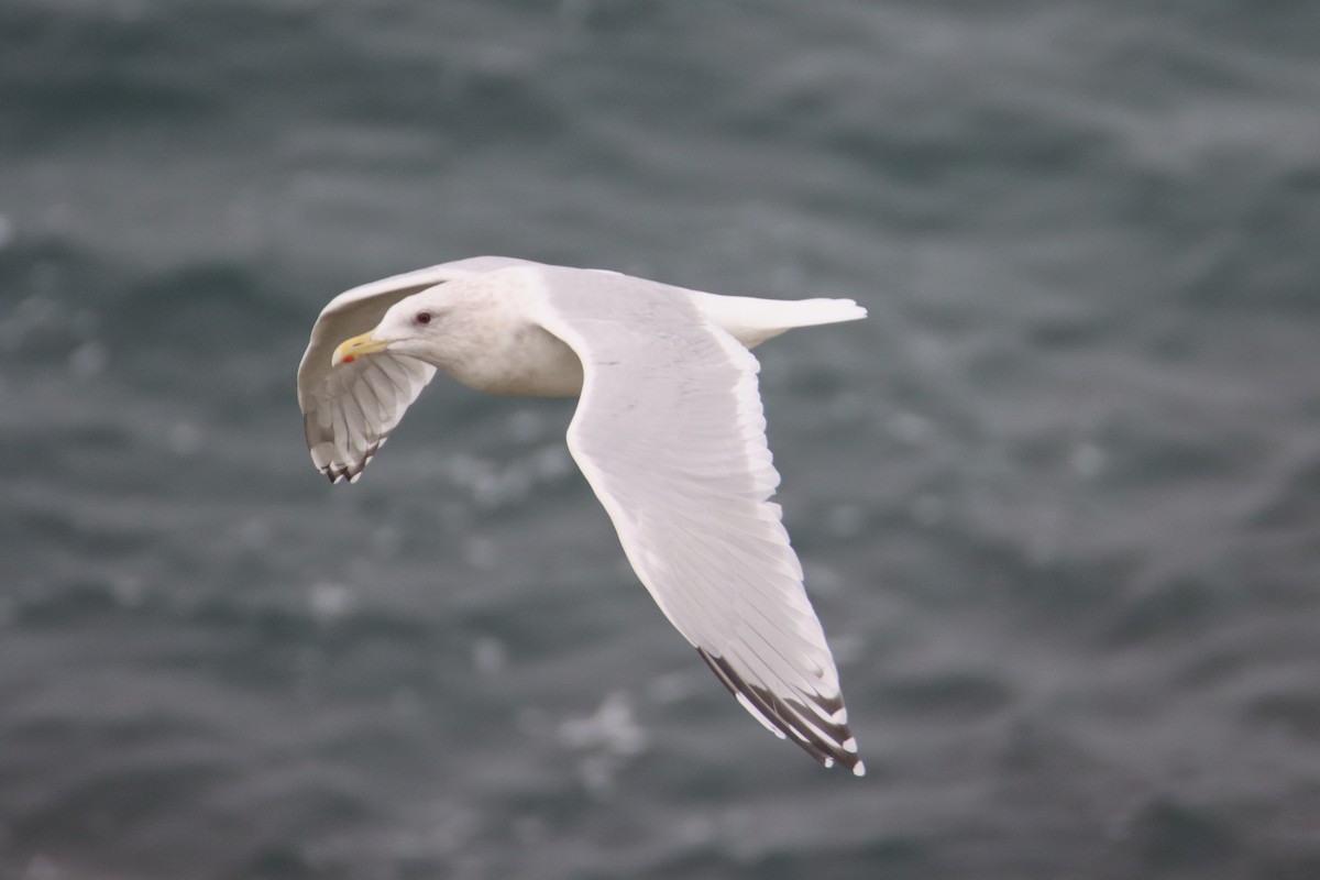 Goéland arctique - ML645309736