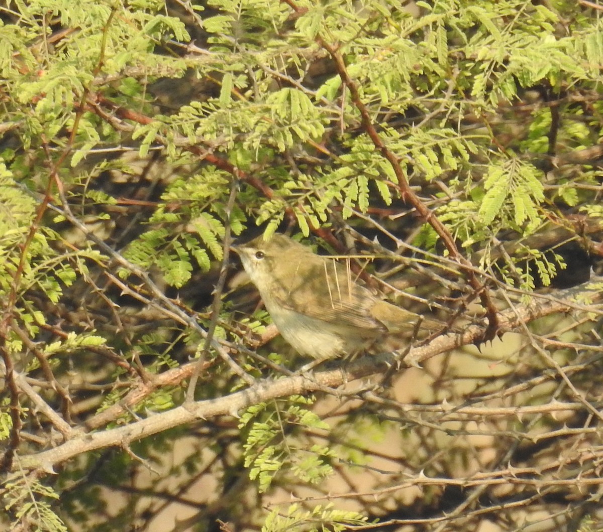 Lezkari zalapartaria - ML645309738