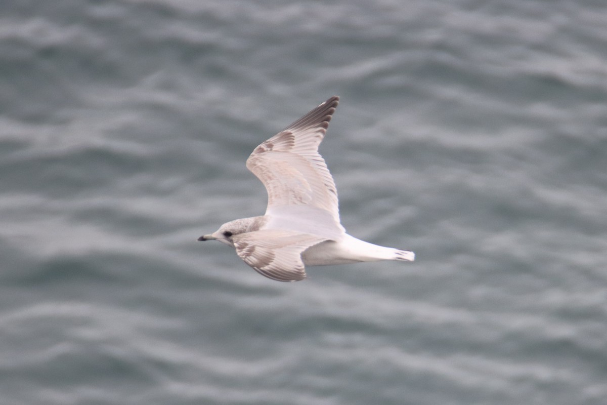 Goéland à bec court - ML645309739