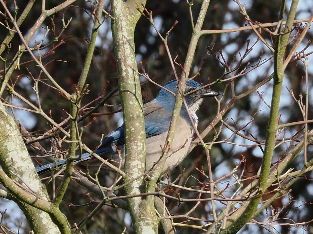 Geai buissonnier - ML645309741