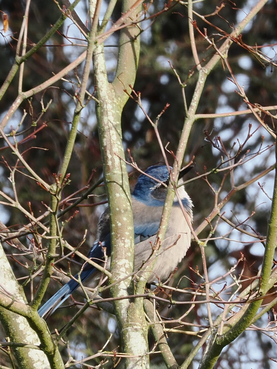 Geai buissonnier - ML645309742