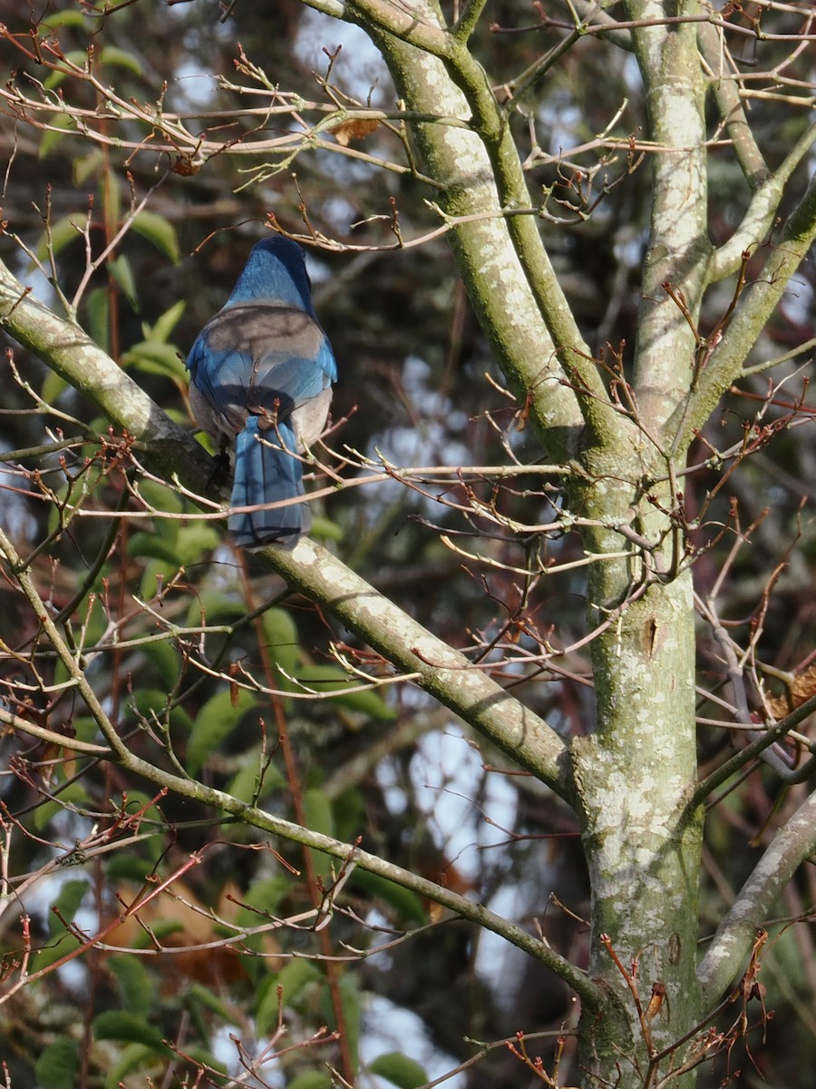 Geai buissonnier - ML645309743