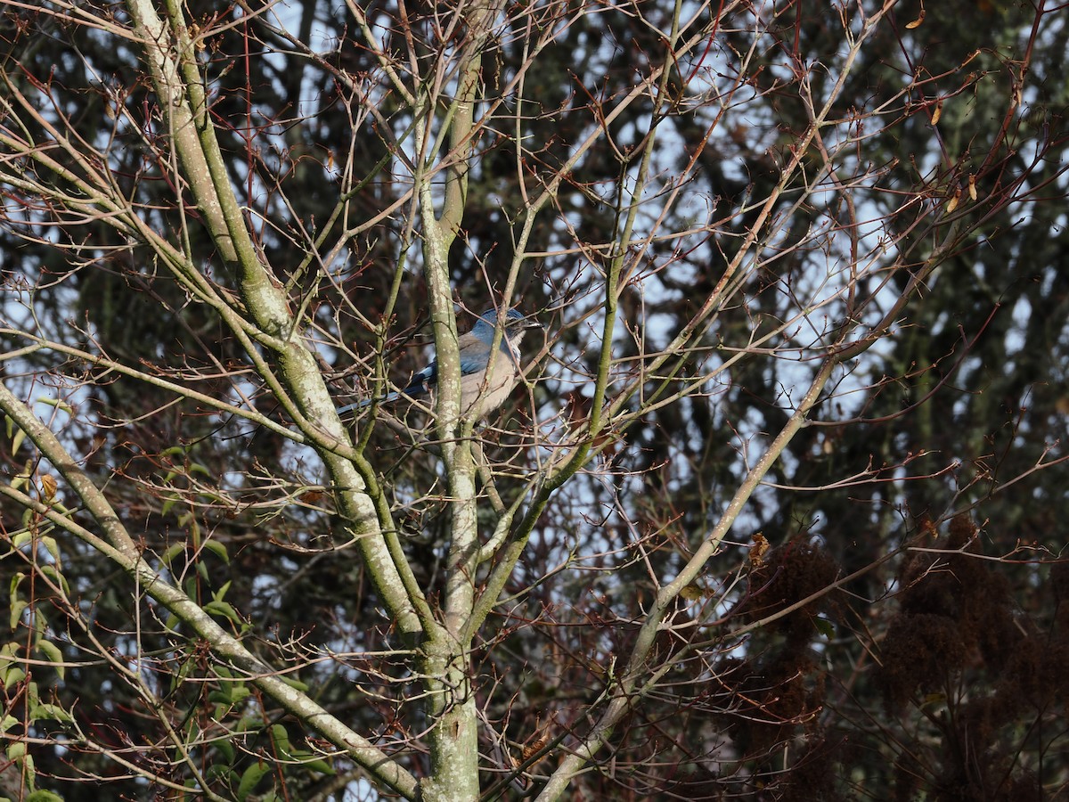 Geai buissonnier - ML645309745